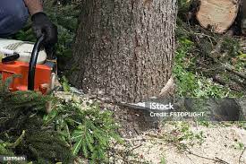 Best Stump Grinding and Removal  in Hopkins, MN