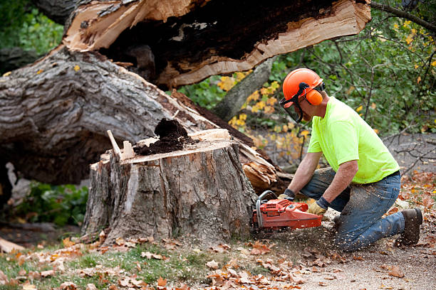Best Leaf Removal  in Hopkins, MN