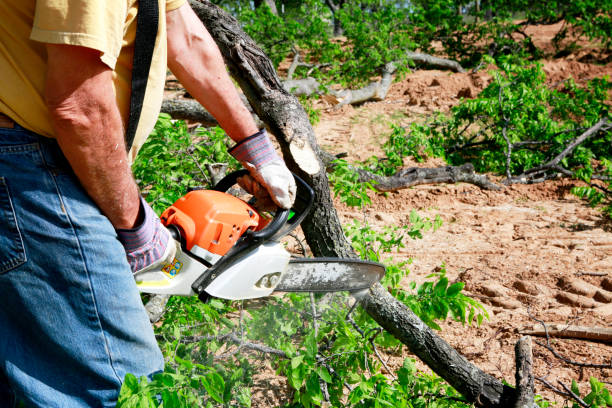 Best Fruit Tree Pruning  in Hopkins, MN